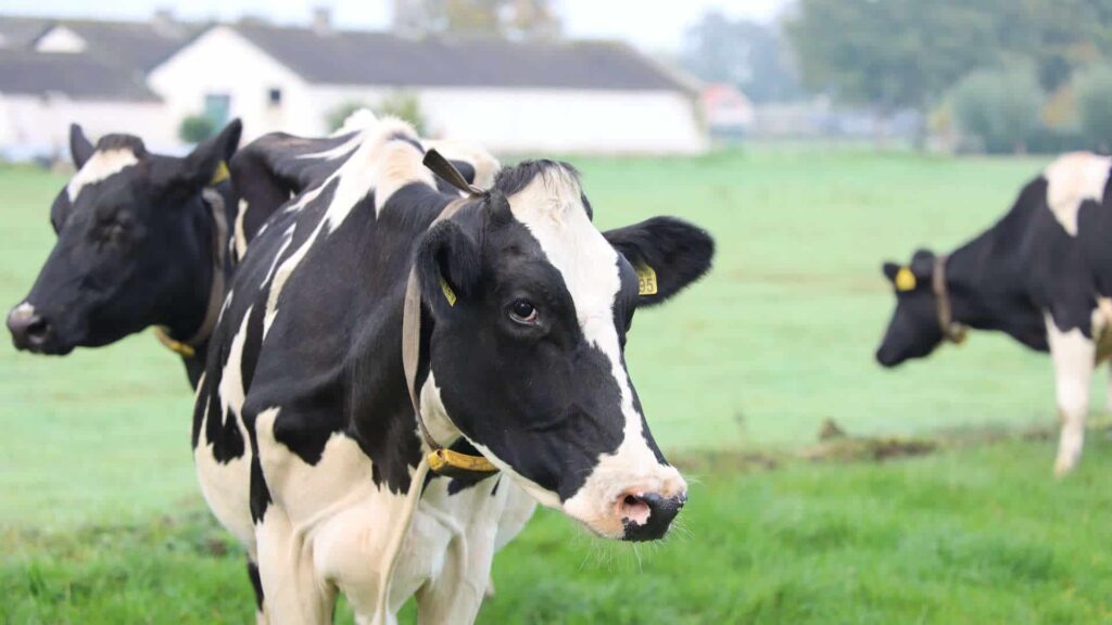 Cows on meadow