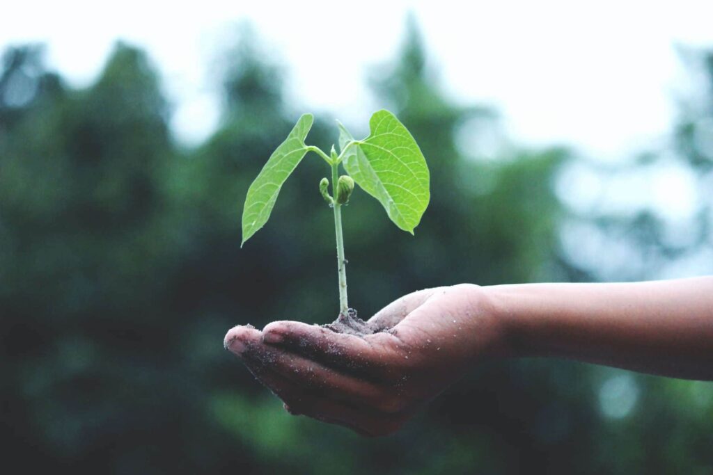 Hand holding green plant