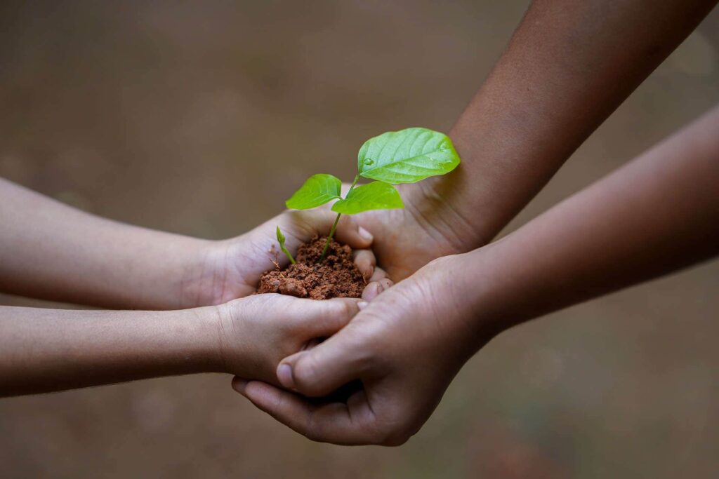 Hands holding tree seedling